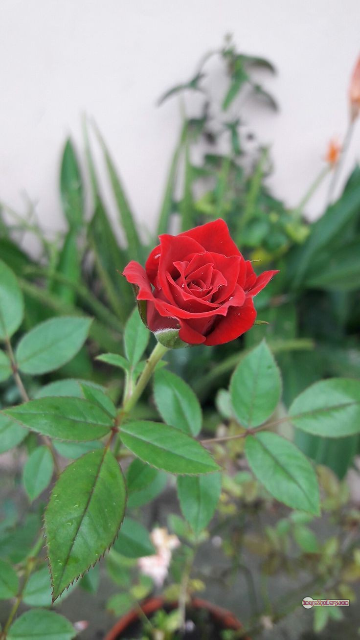 3300+ Beautiful Rose Flowers Image | Rose Flower HD Pic Download | 3074 red rose photo -(3)