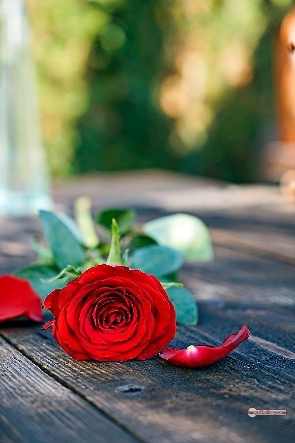 3300+ Beautiful Rose Flowers Image | Rose Flower HD Pic Download | 2950 red rose photo -(6)
