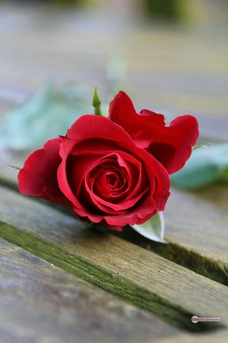 3300+ Beautiful Rose Flowers Image | Rose Flower HD Pic Download | 2874 red rose photo -(9)