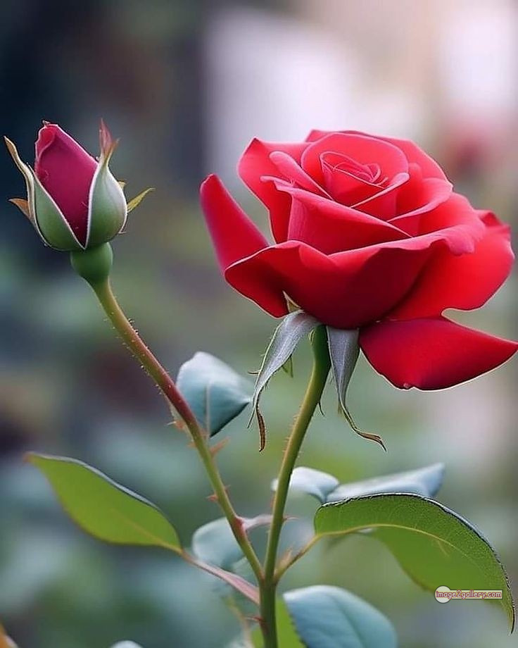 3300+ Beautiful Rose Flowers Image | Rose Flower HD Pic Download | 613 red roses -