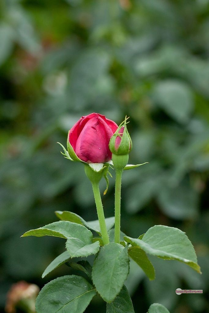 3300+ Beautiful Rose Flowers Image | Rose Flower HD Pic Download | 2011 red roses -(1)