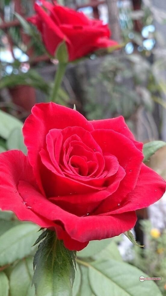 3300+ Beautiful Rose Flowers Image | Rose Flower HD Pic Download | 2151 red roses -(12)