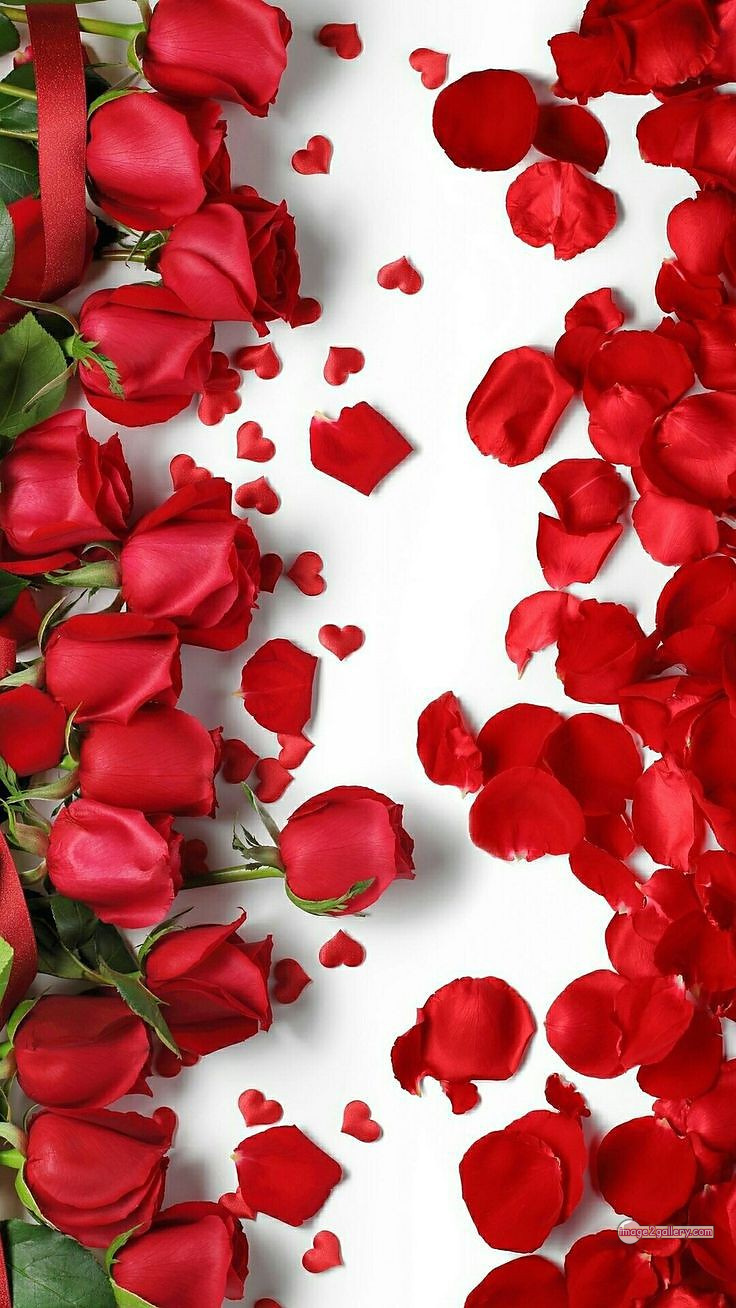 3300+ Beautiful Rose Flowers Image | Rose Flower HD Pic Download | 2149 red roses -(3)