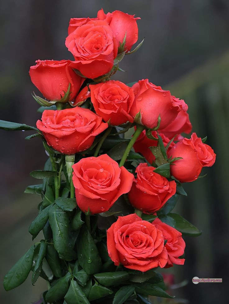 3300+ Beautiful Rose Flowers Image | Rose Flower HD Pic Download | 482 red roses bouquet images -(16)