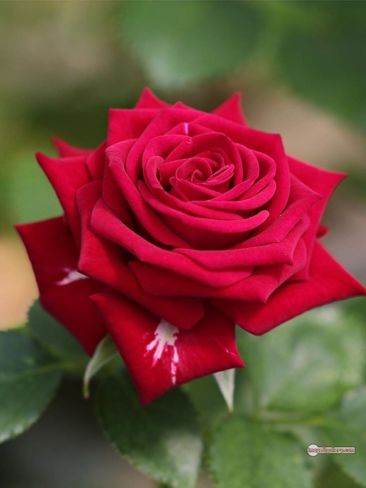 3300+ Beautiful Rose Flowers Image | Rose Flower HD Pic Download | 1060 red roses bouquet images -(2)
