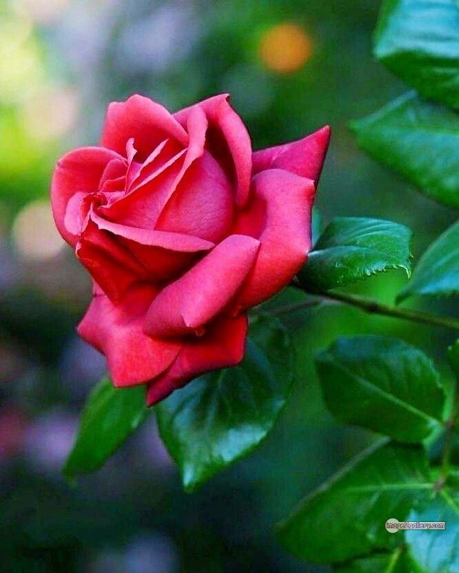 3300+ Beautiful Rose Flowers Image | Rose Flower HD Pic Download | 705 red roses bouquet images -(4)