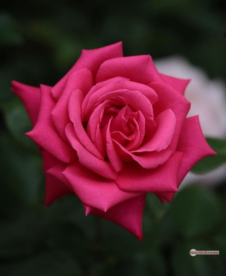 3300+ Beautiful Rose Flowers Image | Rose Flower HD Pic Download | 1750 red roses bouquet images -(8)