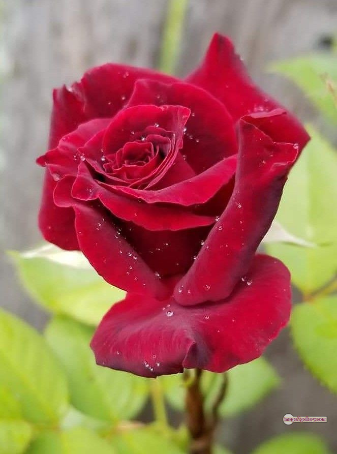 3300+ Beautiful Rose Flowers Image | Rose Flower HD Pic Download | 1061 red roses bouquet images -(9)