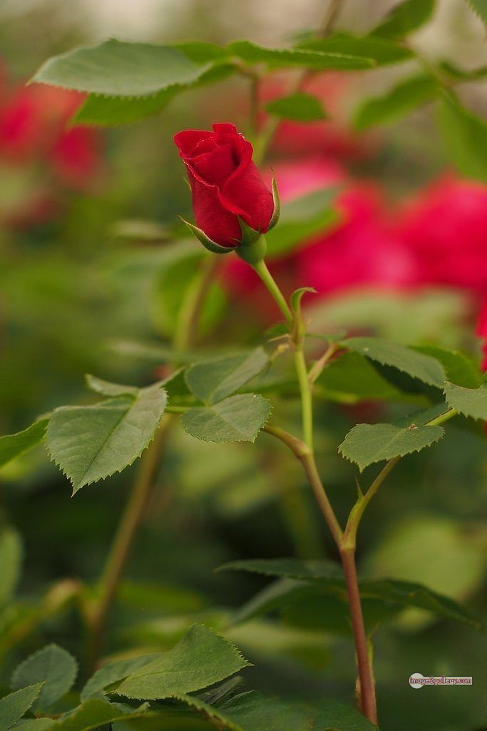 3300+ Beautiful Rose Flowers Image | Rose Flower HD Pic Download | 2085 red roses flowers -(1)