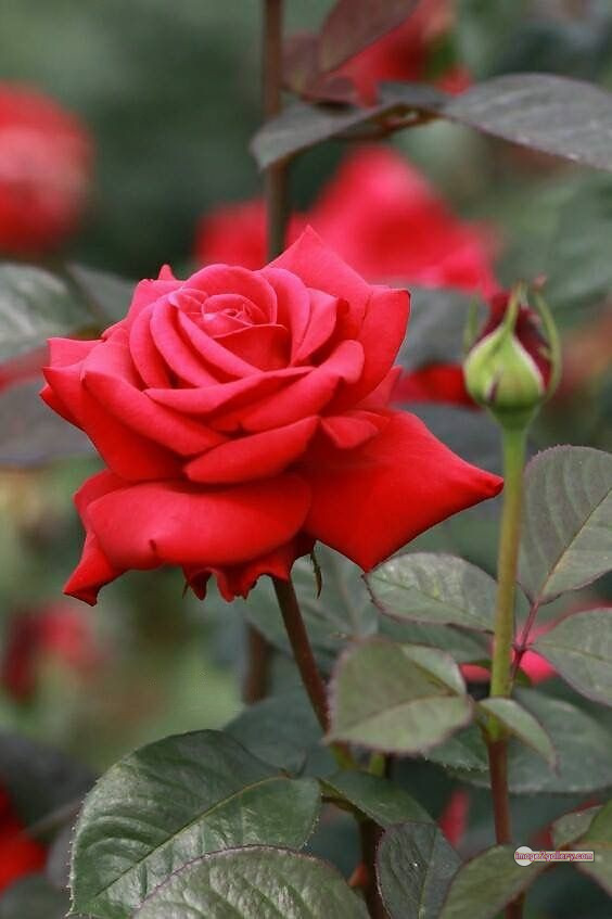3300+ Beautiful Rose Flowers Image | Rose Flower HD Pic Download | 664 red roses flowers -(11)