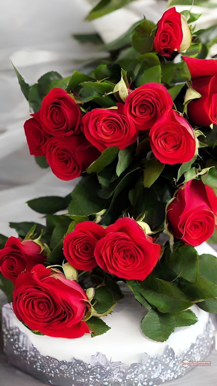 3300+ Beautiful Rose Flowers Image | Rose Flower HD Pic Download | 2084 red roses flowers -(14)