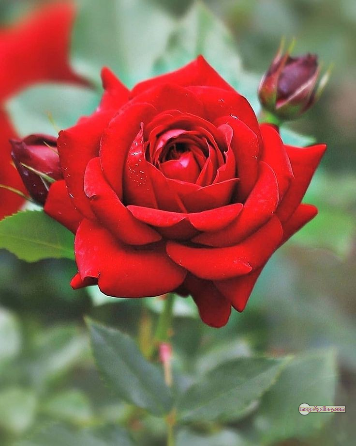 3300+ Beautiful Rose Flowers Image | Rose Flower HD Pic Download | 749 red roses flowers -(2)