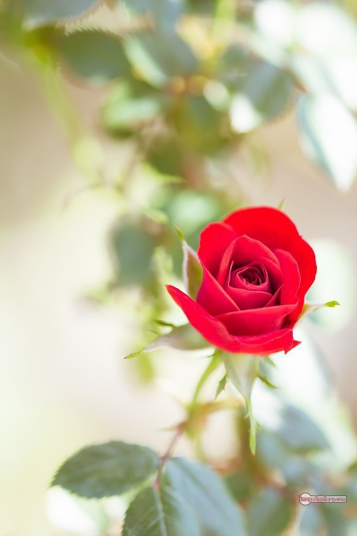 3300+ Beautiful Rose Flowers Image | Rose Flower HD Pic Download | 1749 red roses flowers -(3)