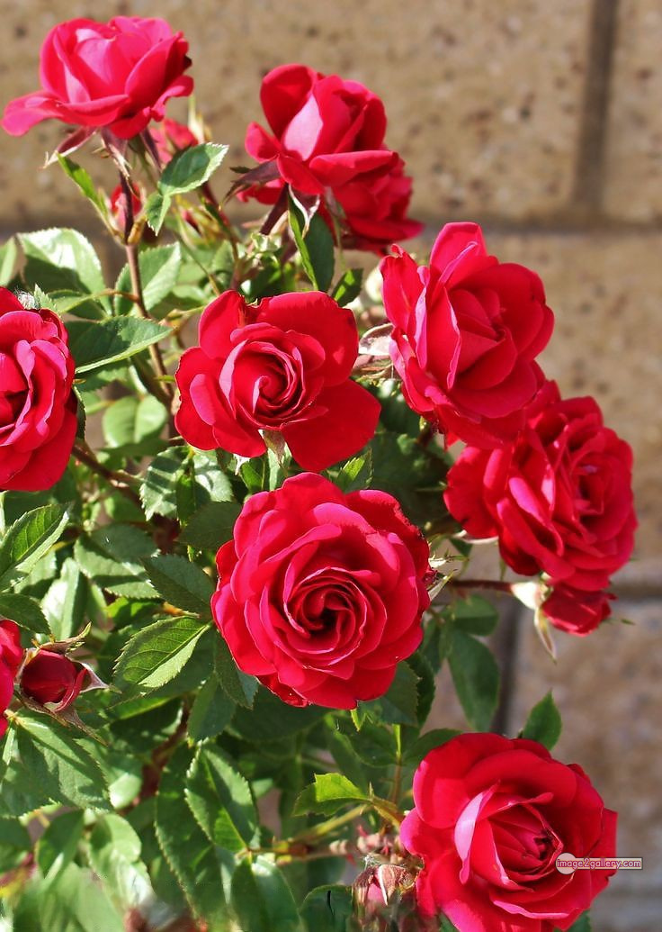 3300+ Beautiful Rose Flowers Image | Rose Flower HD Pic Download | 1549 red roses flowers -(4)