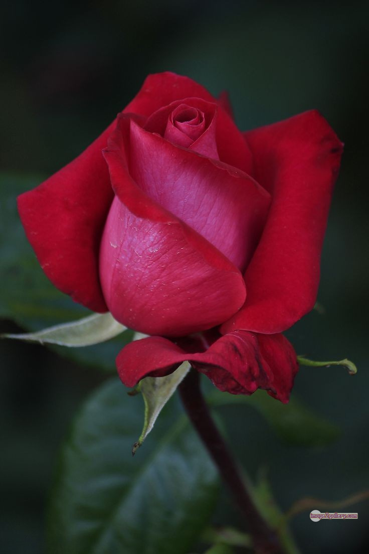 3300+ Beautiful Rose Flowers Image | Rose Flower HD Pic Download | 1548 red roses flowers -(5)