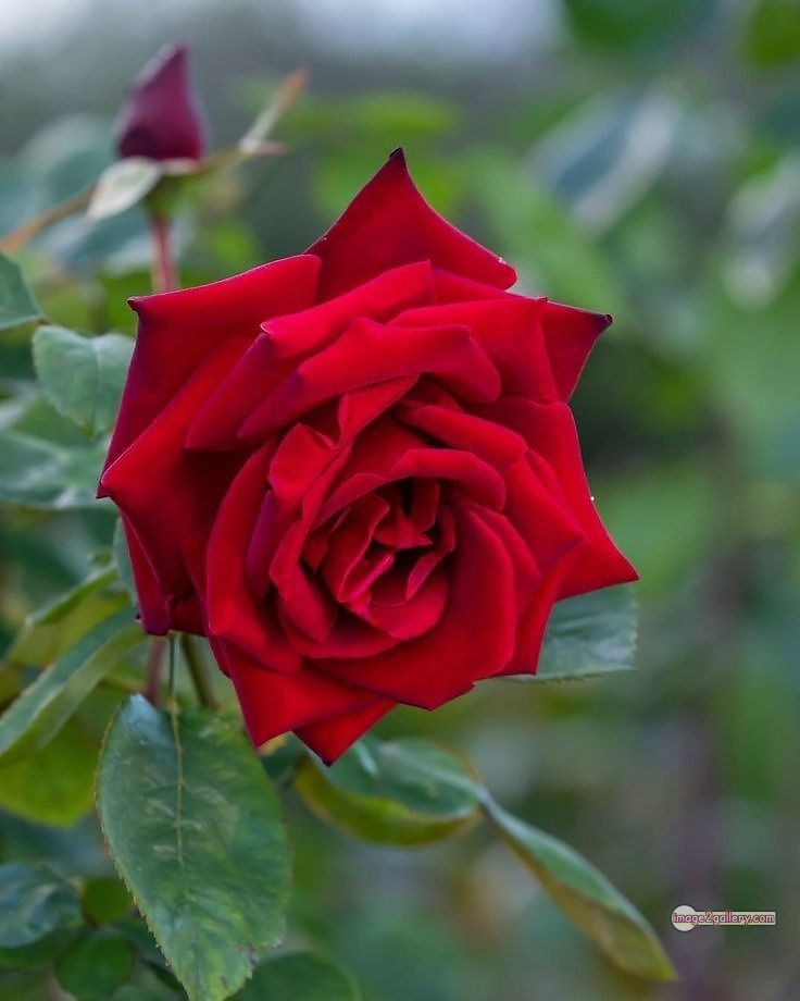 3300+ Beautiful Rose Flowers Image | Rose Flower HD Pic Download | 1048 red roses flowers -(6)