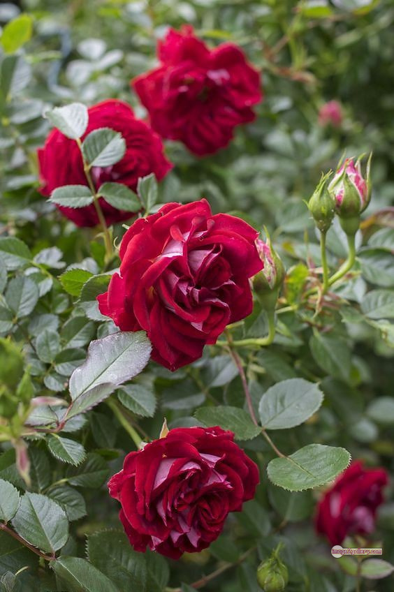 3300+ Beautiful Rose Flowers Image | Rose Flower HD Pic Download | 1049 red roses flowers -(8)