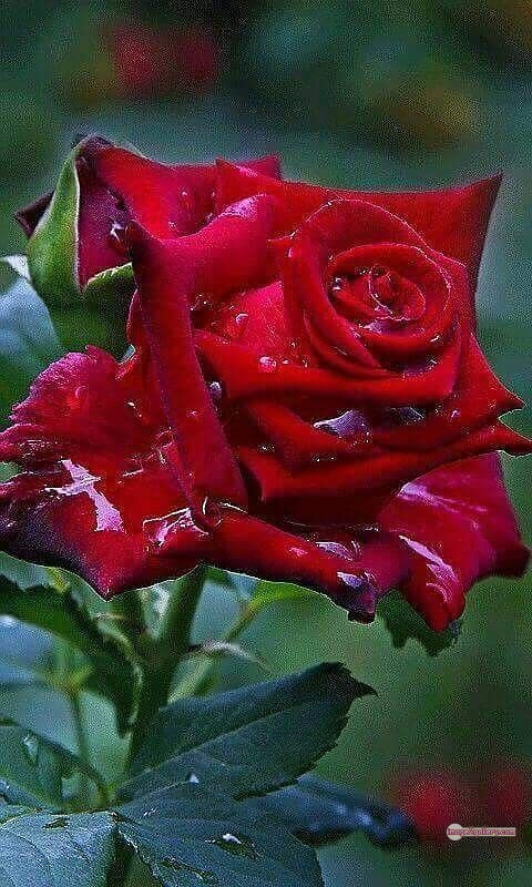 3300+ Beautiful Rose Flowers Image | Rose Flower HD Pic Download | 1748 red roses flowers -(9)