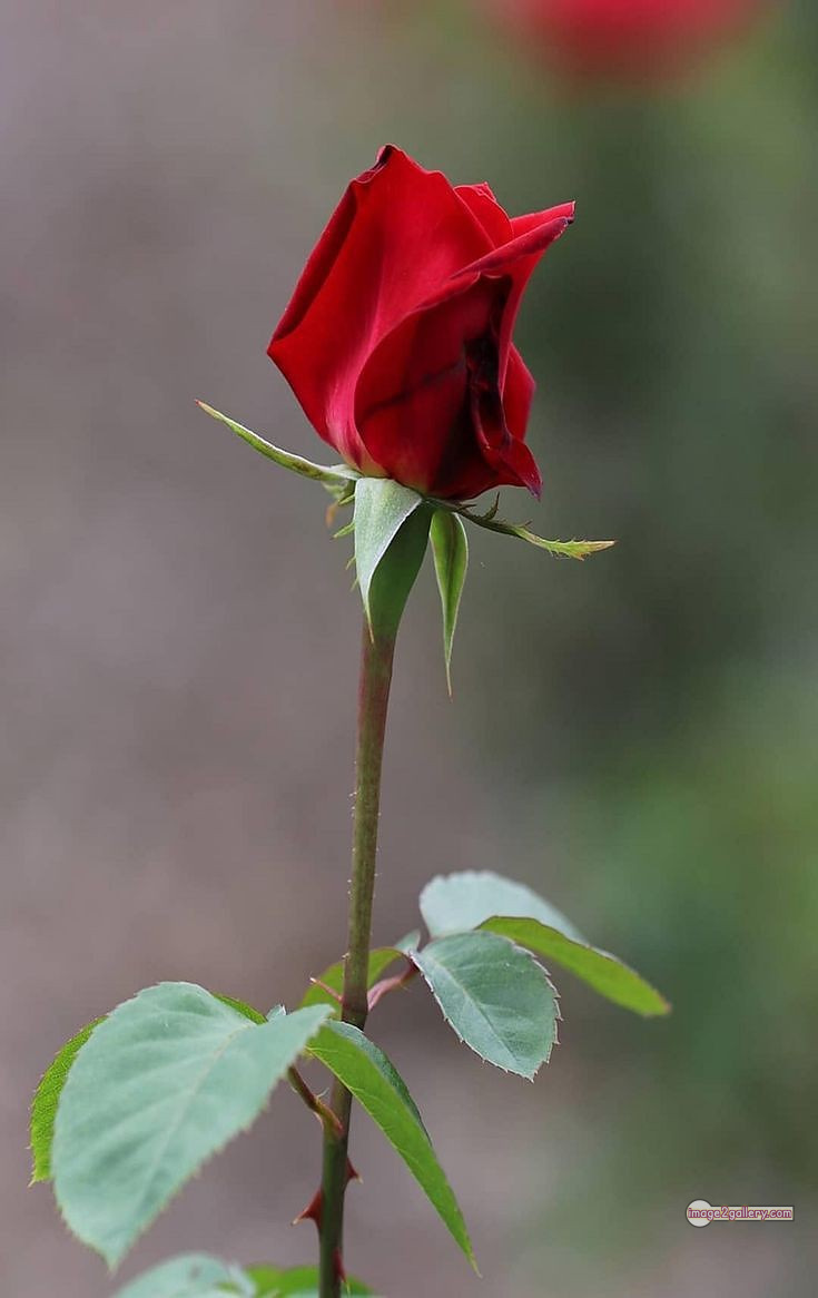 3300+ Beautiful Rose Flowers Image | Rose Flower HD Pic Download | 2369 redrose -(13)