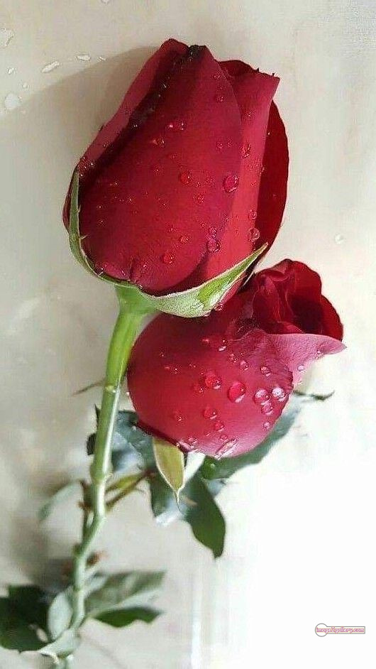 3300+ Beautiful Rose Flowers Image | Rose Flower HD Pic Download | 1276 redrose -(14)