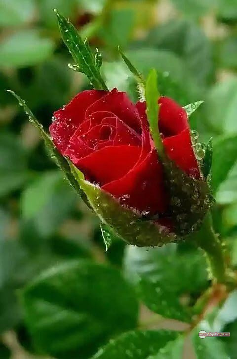 3300+ Beautiful Rose Flowers Image | Rose Flower HD Pic Download | 1491 redrose 15 rose flower