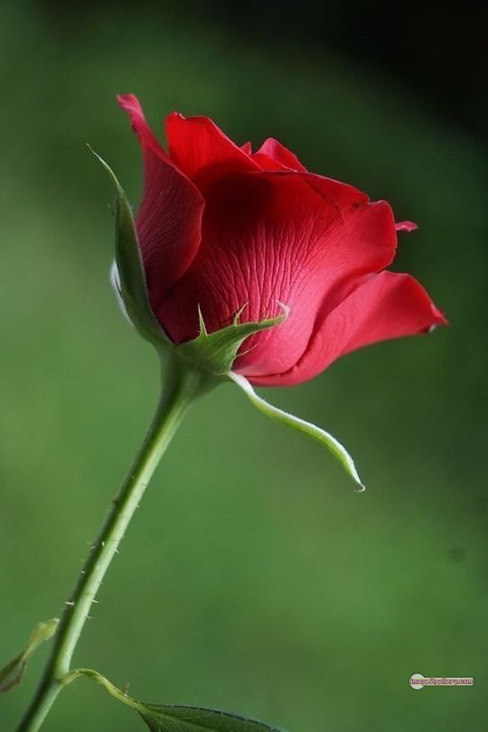 3300+ Beautiful Rose Flowers Image | Rose Flower HD Pic Download | 481 redrose -(16)