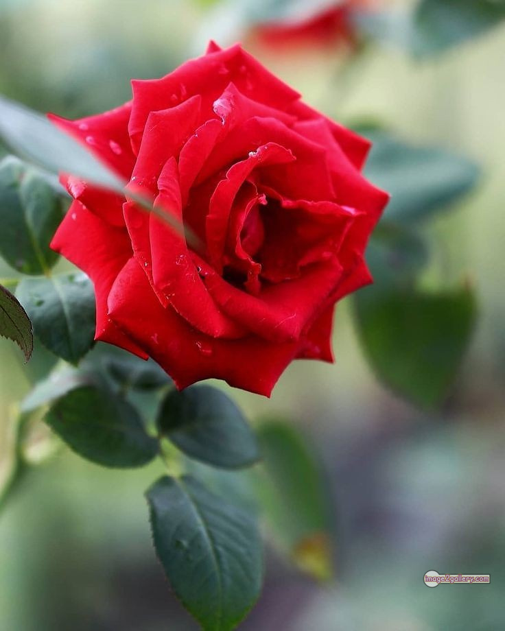 3300+ Beautiful Rose Flowers Image | Rose Flower HD Pic Download | 324 redrose -(18)