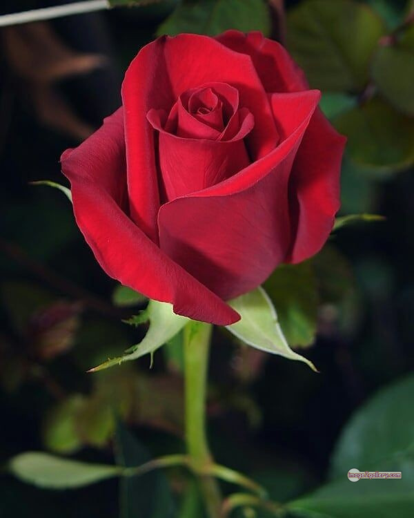 3300+ Beautiful Rose Flowers Image | Rose Flower HD Pic Download | 2373 redrose -(5)