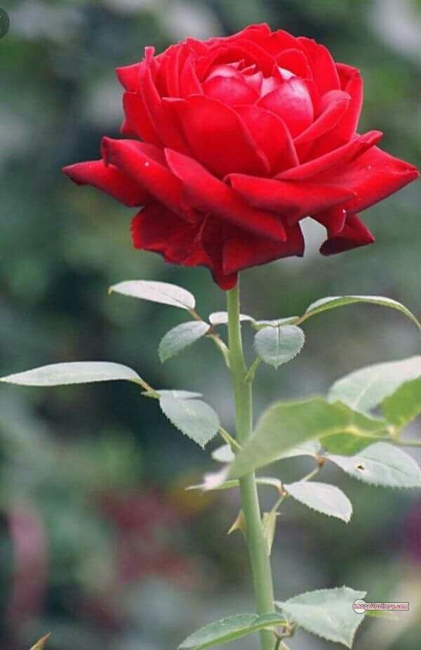 3300+ Beautiful Rose Flowers Image | Rose Flower HD Pic Download | 2402 redrose -(8)