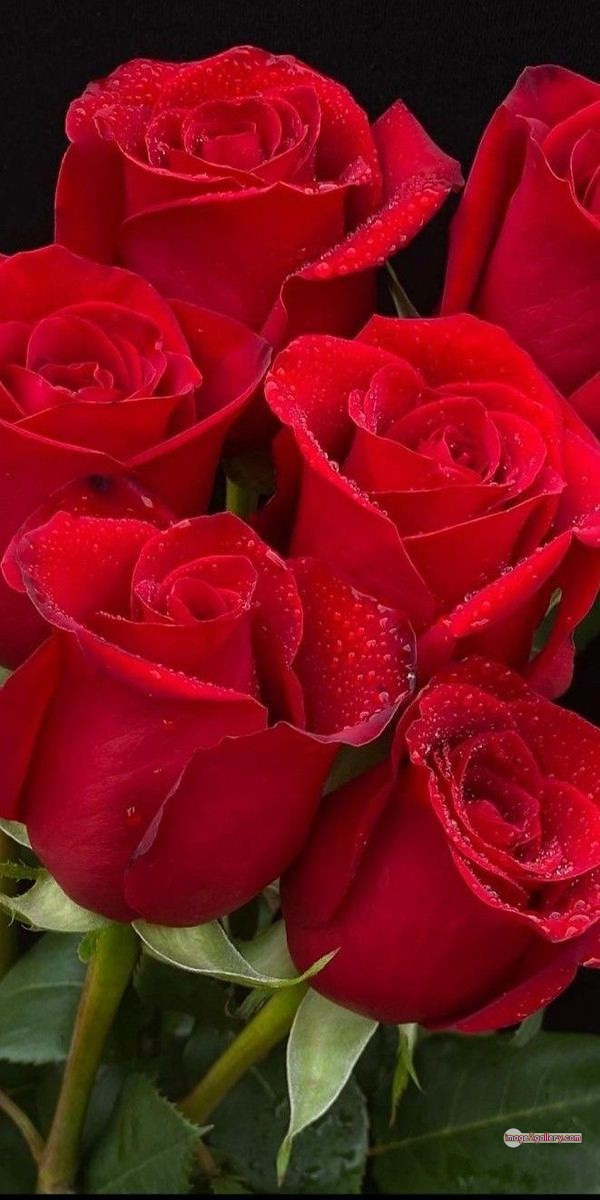 3300+ Beautiful Rose Flowers Image | Rose Flower HD Pic Download | 1418 redrose -(9)