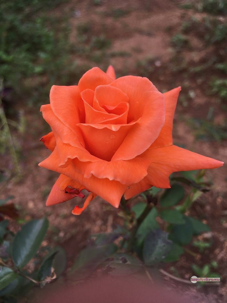 3300+ Beautiful Rose Flowers Image | Rose Flower HD Pic Download | 781 rose and saffron -(1)