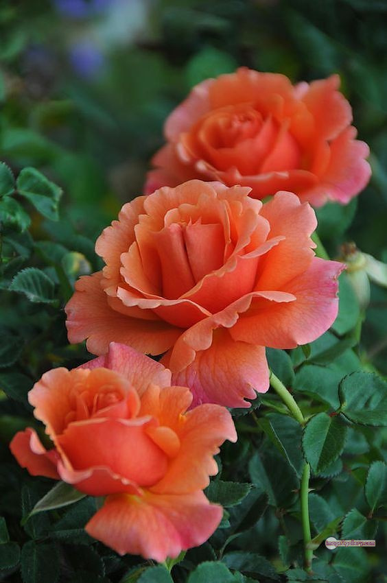 3300+ Beautiful Rose Flowers Image | Rose Flower HD Pic Download | 1600 rose and saffron -(10)
