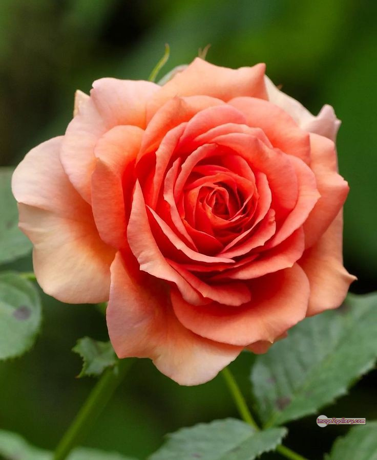 3300+ Beautiful Rose Flowers Image | Rose Flower HD Pic Download | 742 rose and saffron -(11)