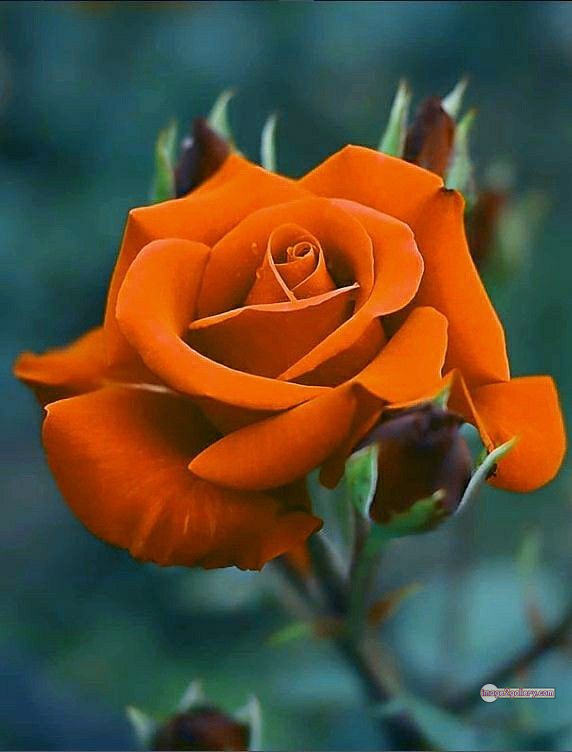 3300+ Beautiful Rose Flowers Image | Rose Flower HD Pic Download | 2646 rose and saffron -(12)