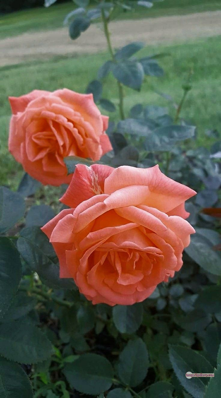 3300+ Beautiful Rose Flowers Image | Rose Flower HD Pic Download | 460 rose and saffron -(14)