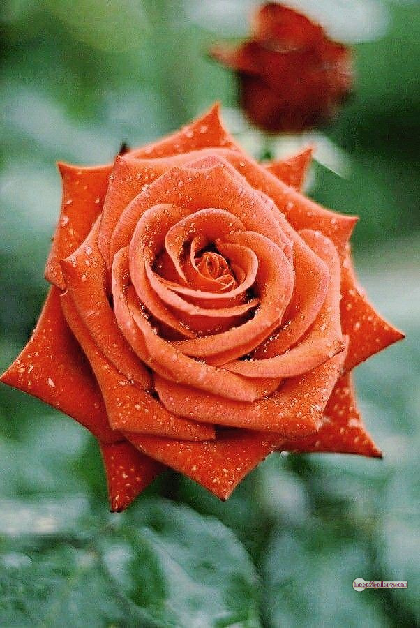 3300+ Beautiful Rose Flowers Image | Rose Flower HD Pic Download | 1651 rose and saffron -(15)