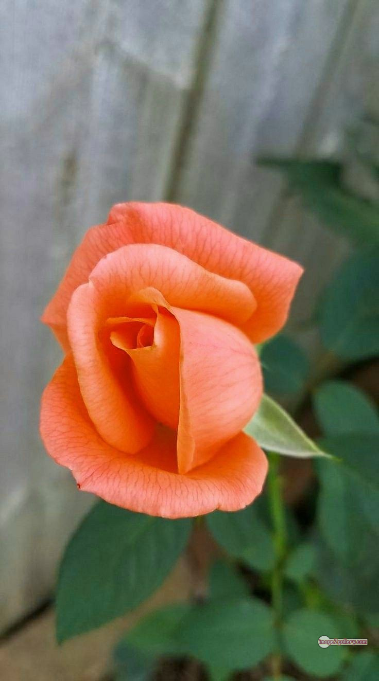 3300+ Beautiful Rose Flowers Image | Rose Flower HD Pic Download | 1789 rose and saffron -(16)