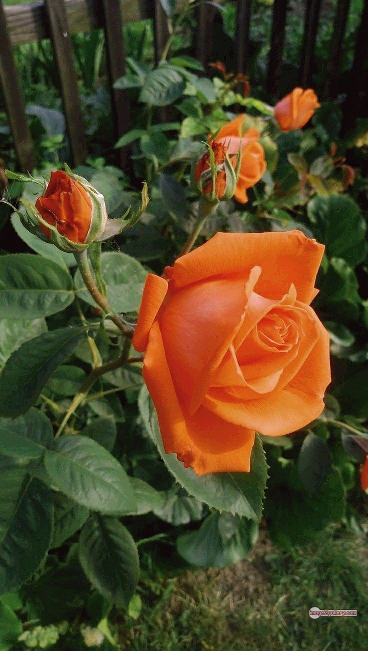 3300+ Beautiful Rose Flowers Image | Rose Flower HD Pic Download | 2542 rose and saffron -(17)