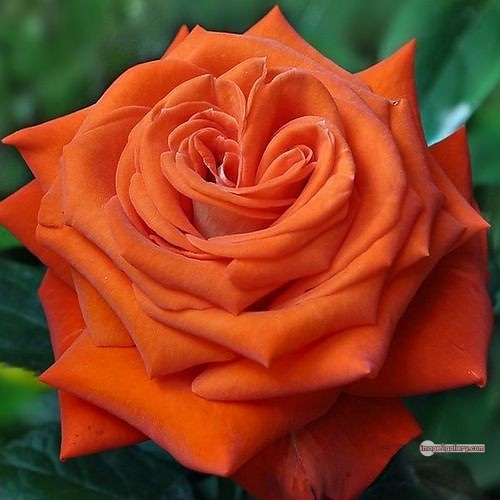 3300+ Beautiful Rose Flowers Image | Rose Flower HD Pic Download | 2613 rose and saffron -(2)