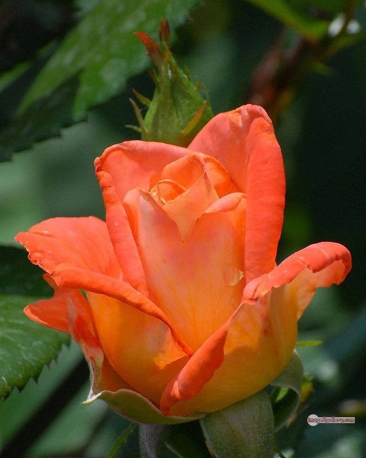 3300+ Beautiful Rose Flowers Image | Rose Flower HD Pic Download | 2647 rose and saffron -(20)