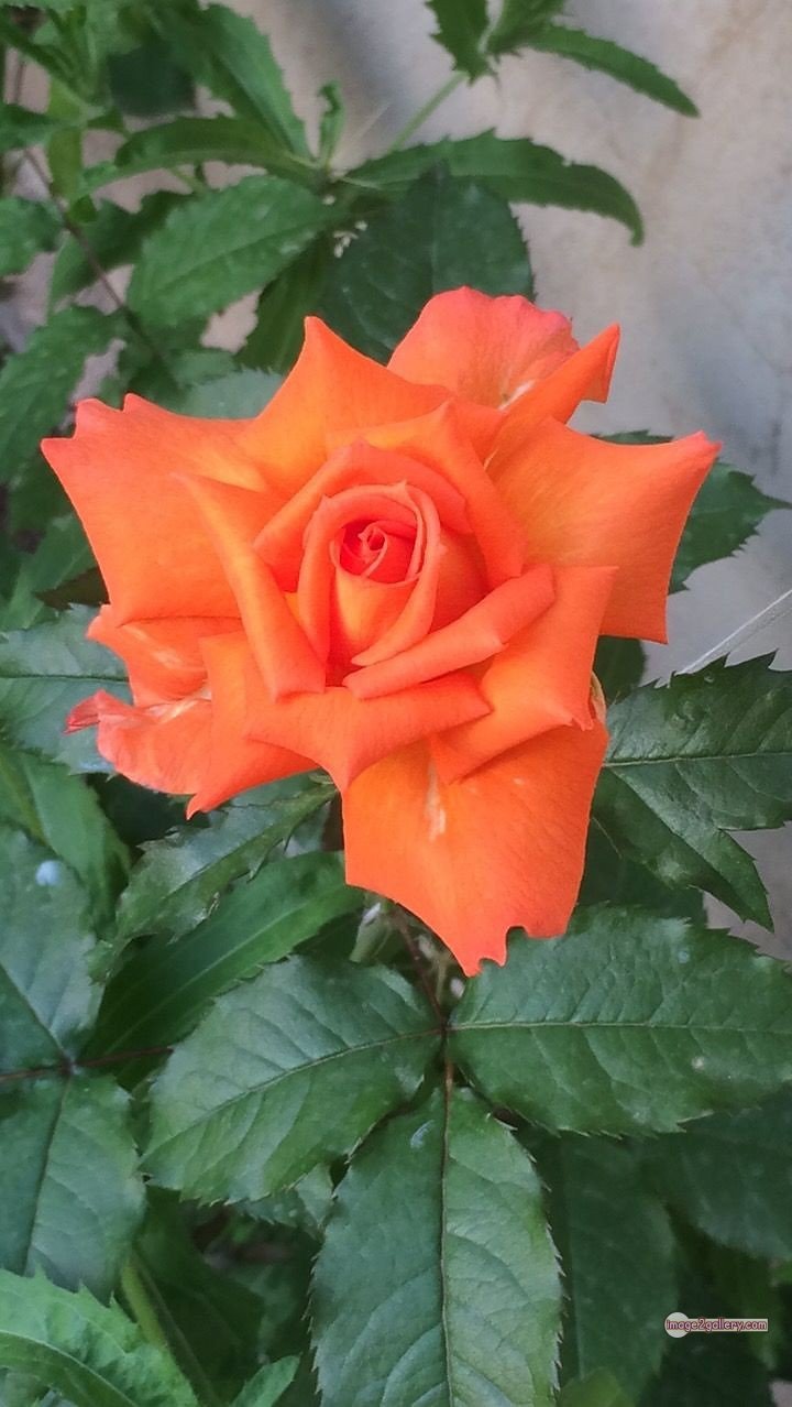 3300+ Beautiful Rose Flowers Image | Rose Flower HD Pic Download | 2648 rose and saffron -(22)