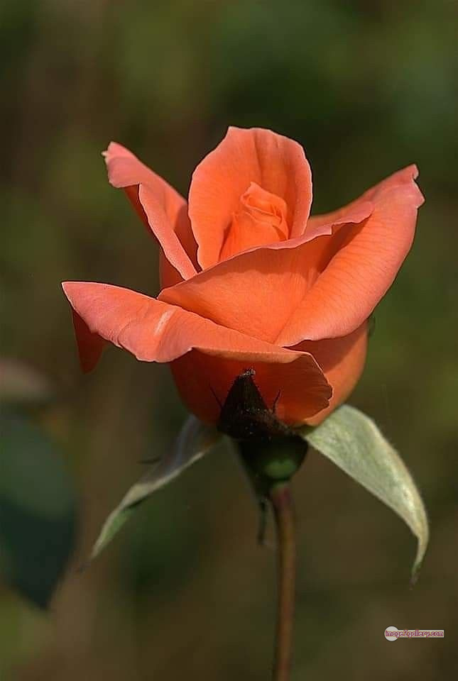 3300+ Beautiful Rose Flowers Image | Rose Flower HD Pic Download | 2502 rose and saffron -(23)