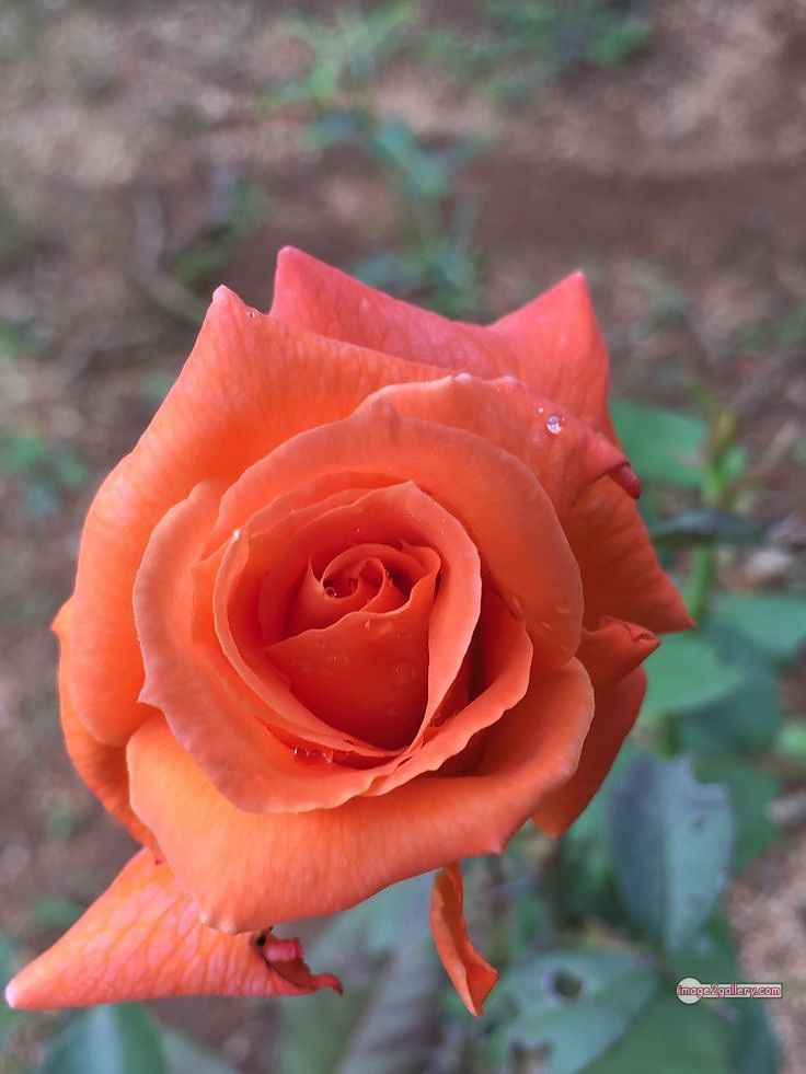3300+ Beautiful Rose Flowers Image | Rose Flower HD Pic Download | 426 rose and saffron -(25)