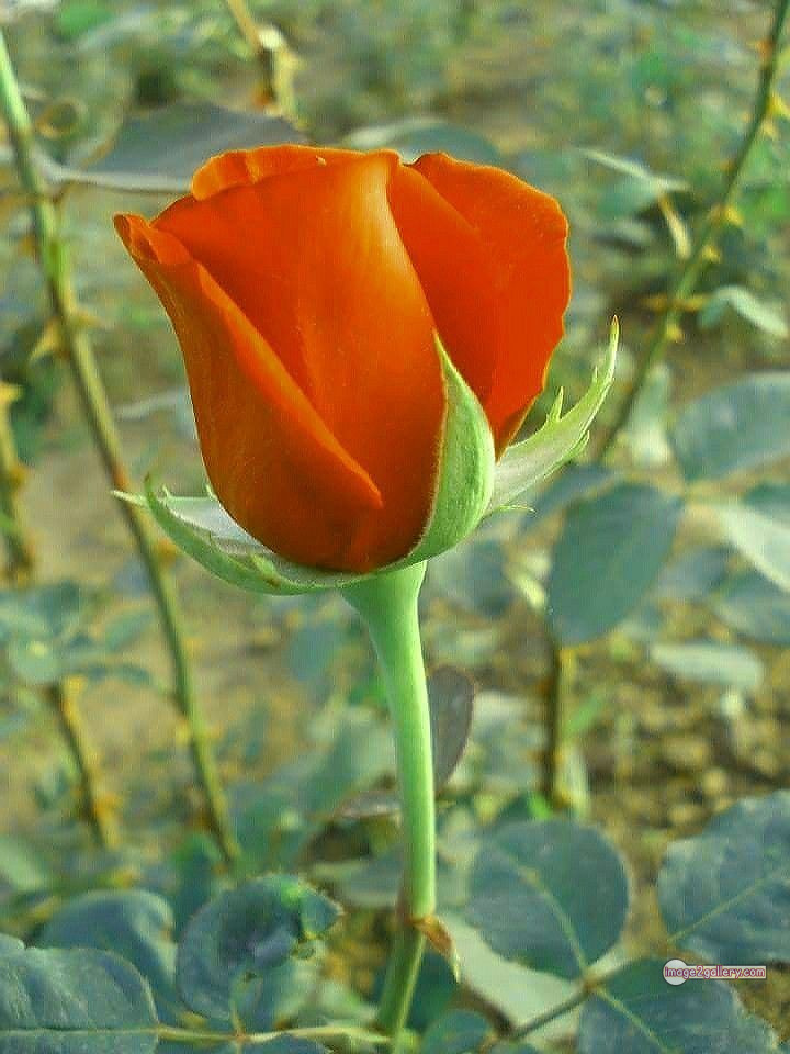 3300+ Beautiful Rose Flowers Image | Rose Flower HD Pic Download | 907 rose and saffron -(28)