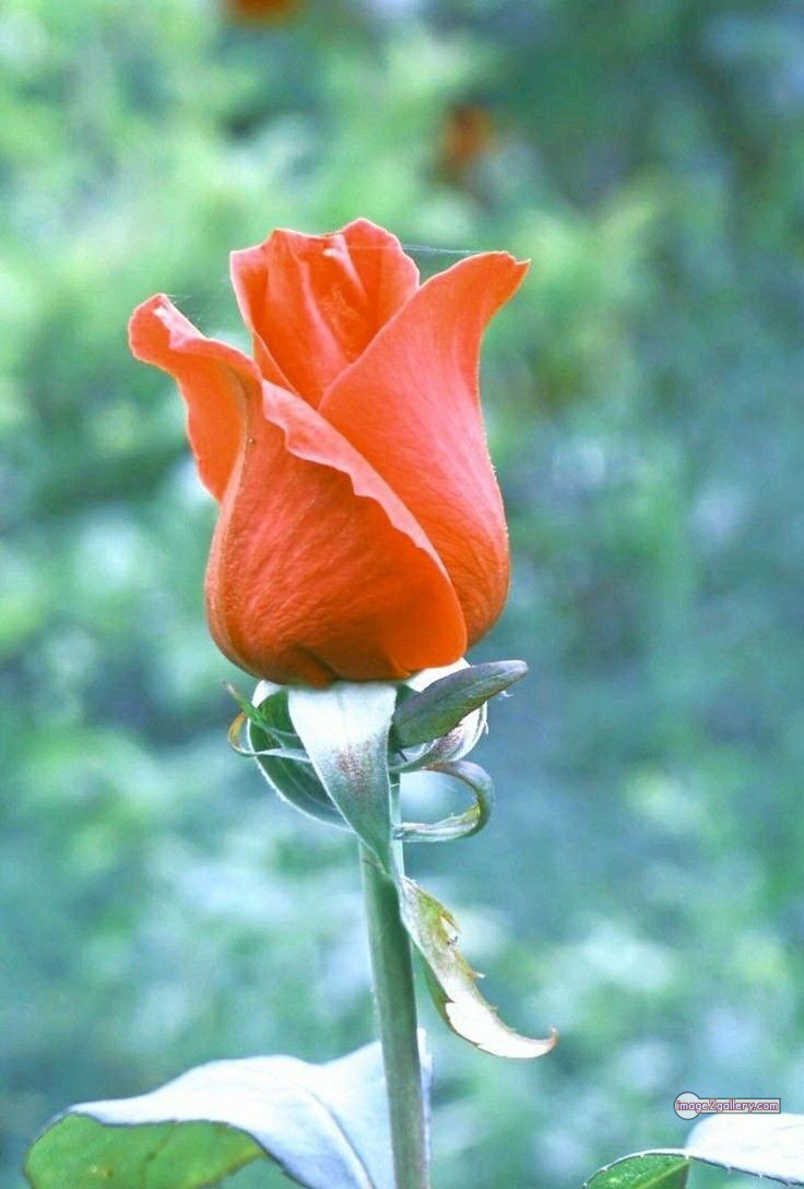 3300+ Beautiful Rose Flowers Image | Rose Flower HD Pic Download | 145 rose and saffron -(29)