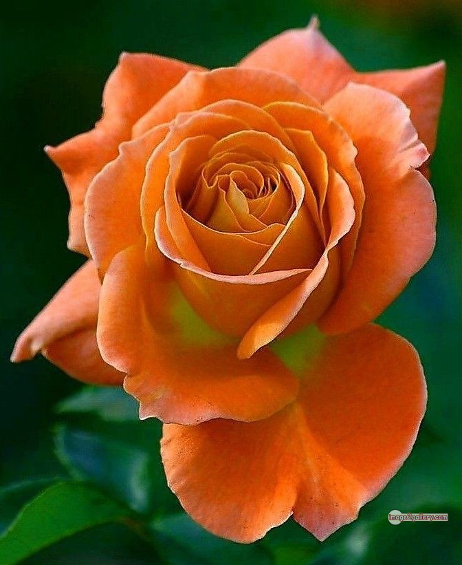 3300+ Beautiful Rose Flowers Image | Rose Flower HD Pic Download | 992 rose and saffron -(3)
