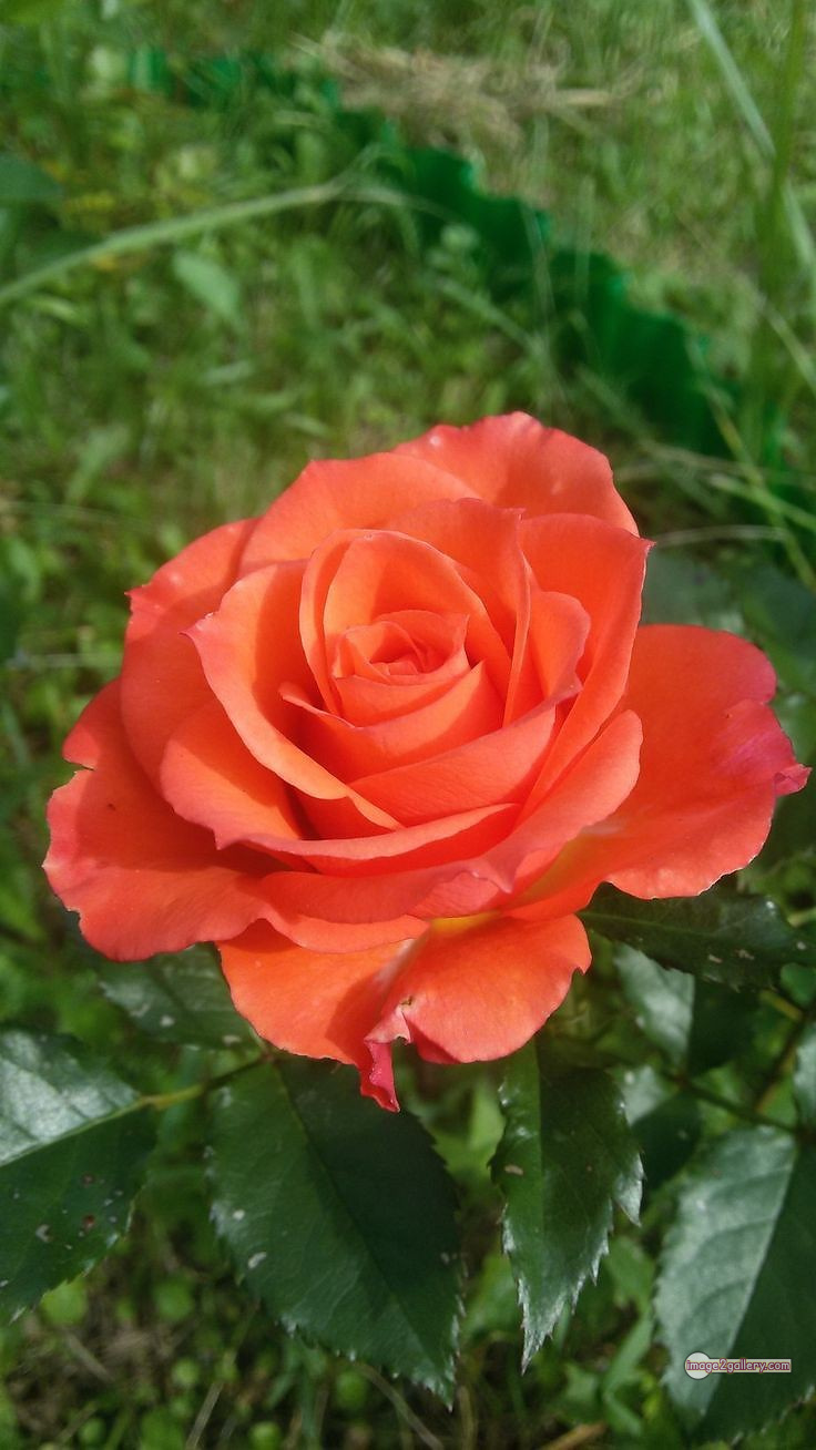 3300+ Beautiful Rose Flowers Image | Rose Flower HD Pic Download | 2650 rose and saffron -(30)