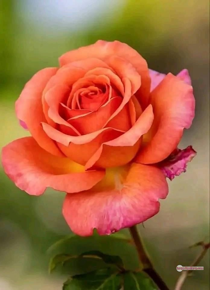 3300+ Beautiful Rose Flowers Image | Rose Flower HD Pic Download | 363 rose and saffron -(33)
