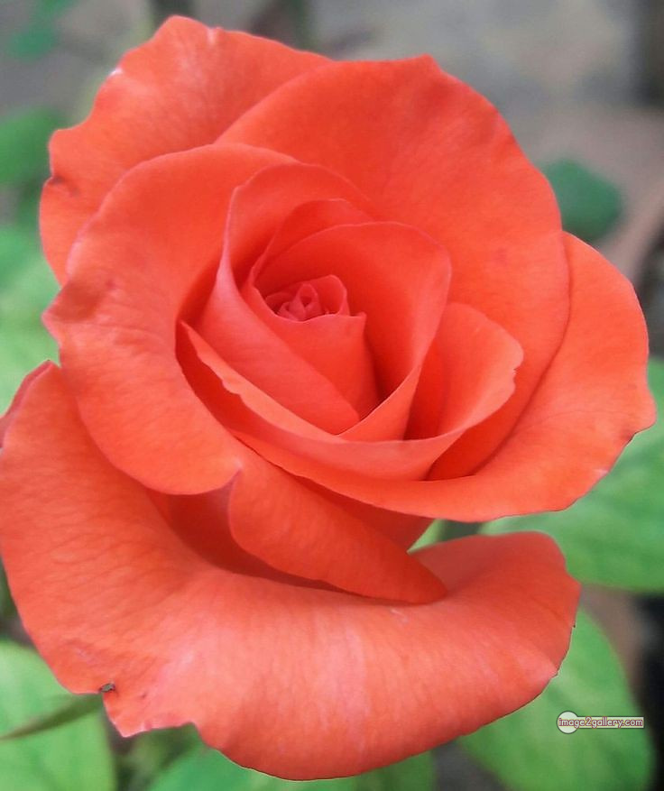 3300+ Beautiful Rose Flowers Image | Rose Flower HD Pic Download | 1444 rose and saffron -(34)