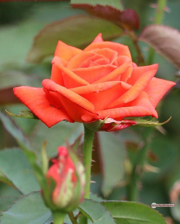 3300+ Beautiful Rose Flowers Image | Rose Flower HD Pic Download | 362 rose and saffron -(35)